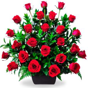 24 Rosas rojas en base