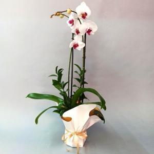 Phalenopsis orquidea en planta 
