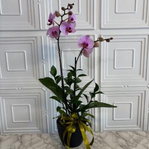 plantadeorquidea