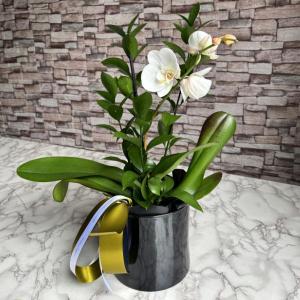 plantadeorquidea