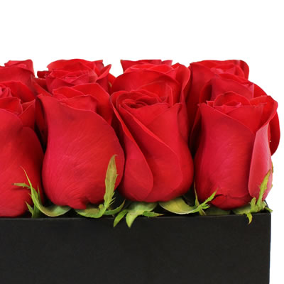 Caja cubo con rosas rojas 2464