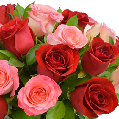 Bowl con 24 rosas rosa y rosa roja 2472