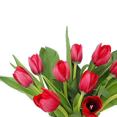 Jarron con 10 tulipanes rojos 2408