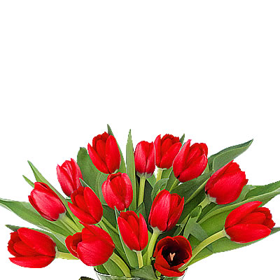 tulipanes rojos en jaron 2410