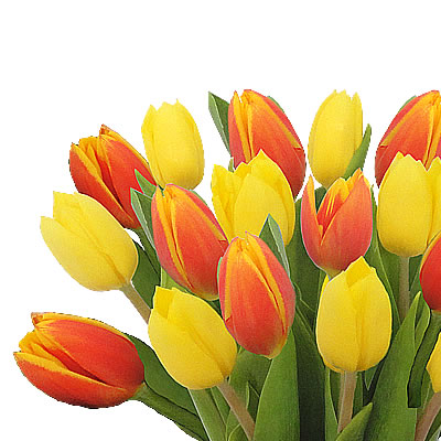 Arreglo de 20 tulipanes combinados  2416