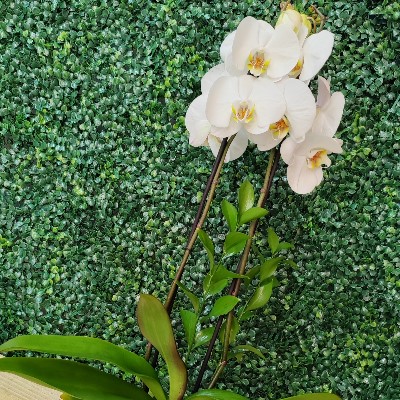 Orchids arrangements 3437