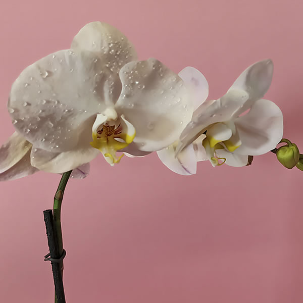 Planta de orquidea phalenopsis 3095