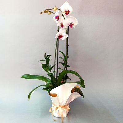 Phalenopsis orquidea en planta  3296