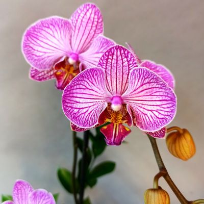 Orquidea Phaleanopsis para regalo 3374