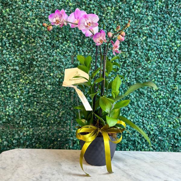 Orquidea Phalenopsis en maceta 4066
