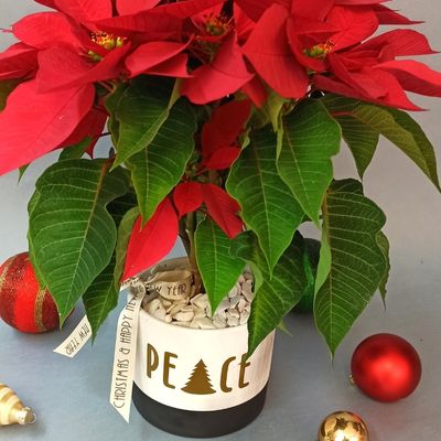 Nochebuena en maceta PEACE 3316