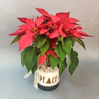 Nochebuena en maceta PEACE 3315