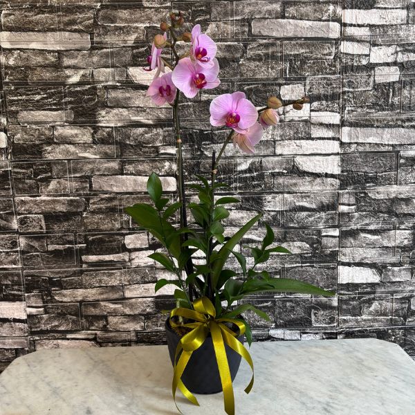 orquideasenmaceta 3679