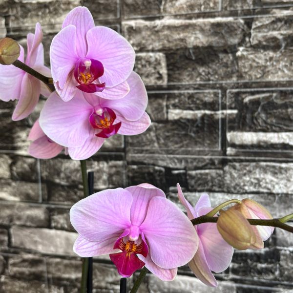 flordeorquidea 3680
