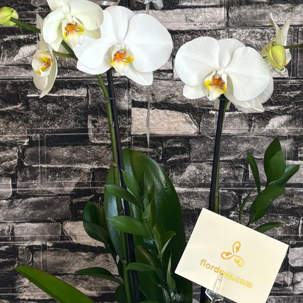 plantadeorquideayglobo 3721