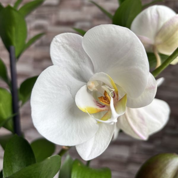 flordeorquidea 4010